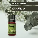 Eucaliptus-1200x1200-amb.webp